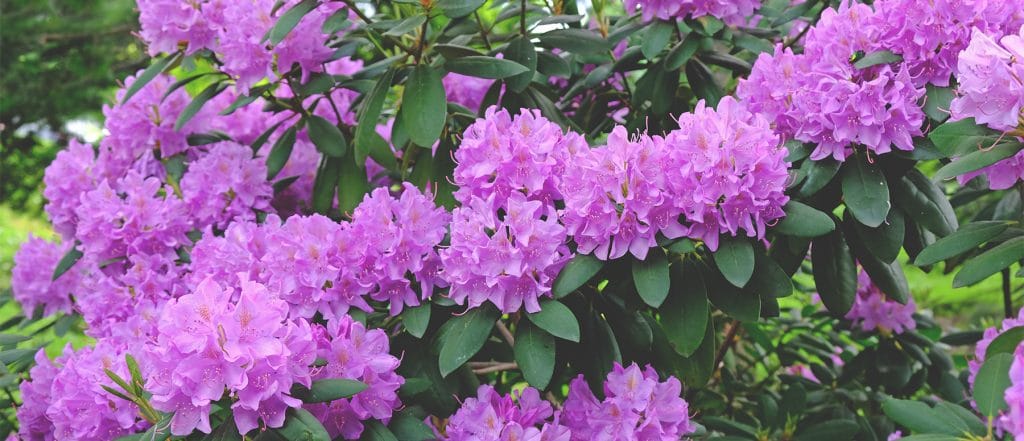 Bluehende Pflanzen dank einer Rhododendronerde